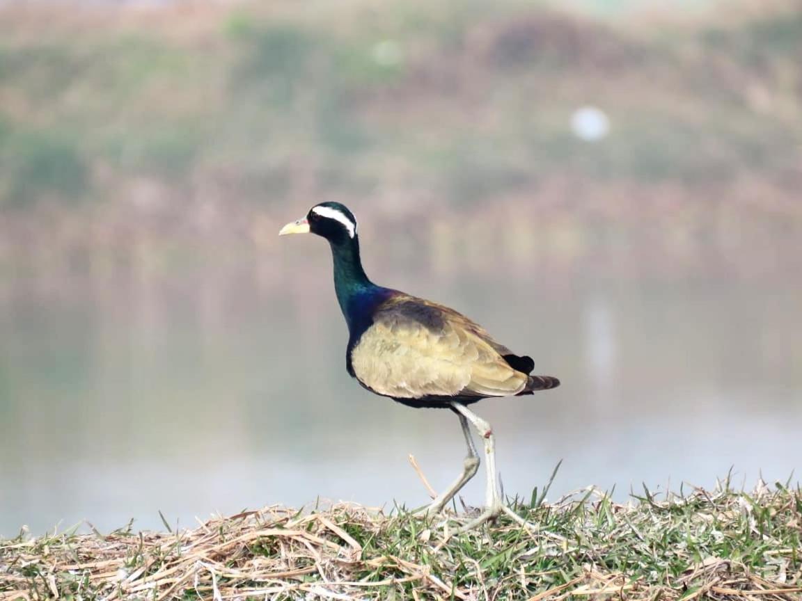 Ibishouse Farm Stay Bharatpur Εξωτερικό φωτογραφία