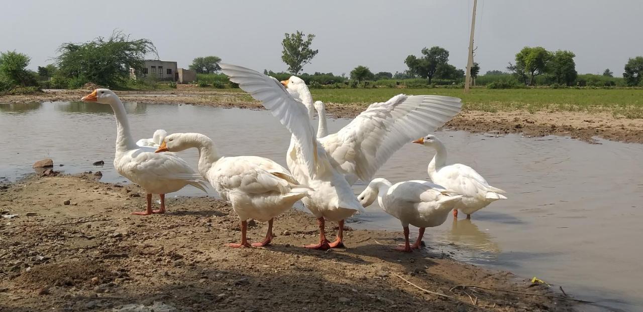 Ibishouse Farm Stay Bharatpur Εξωτερικό φωτογραφία
