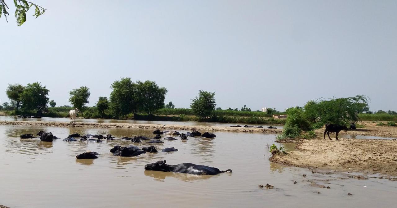 Ibishouse Farm Stay Bharatpur Εξωτερικό φωτογραφία