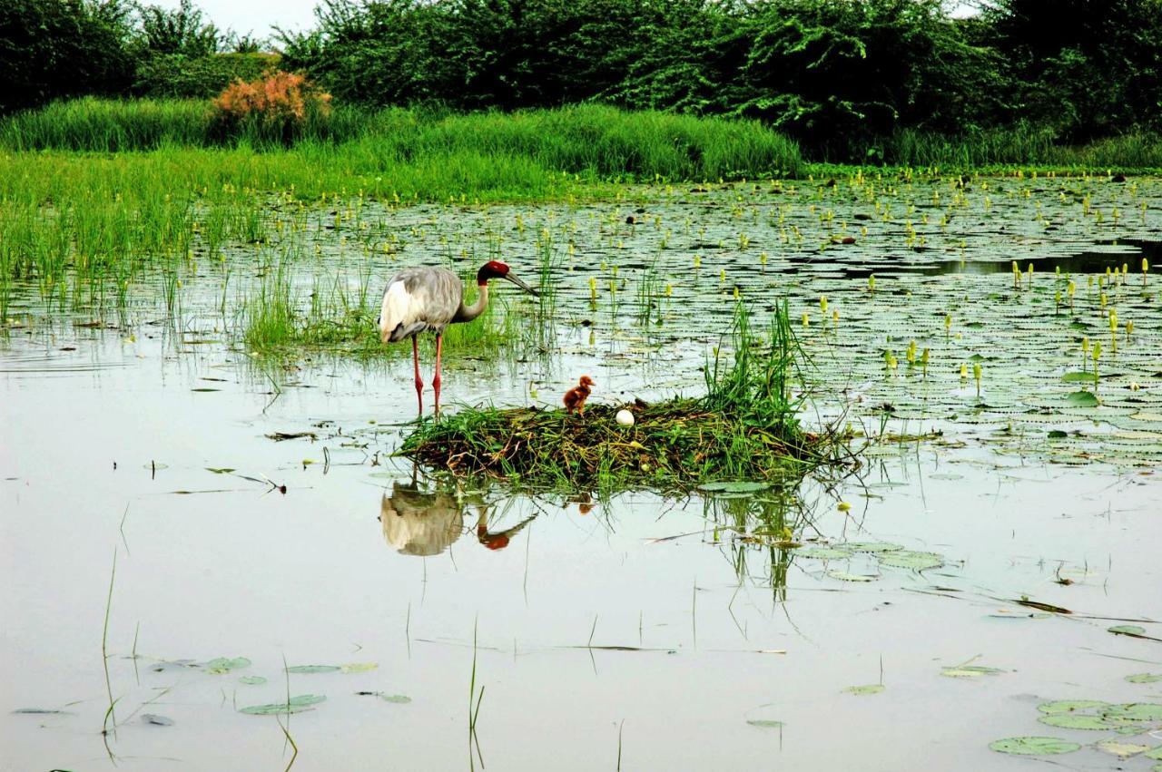 Ibishouse Farm Stay Bharatpur Εξωτερικό φωτογραφία