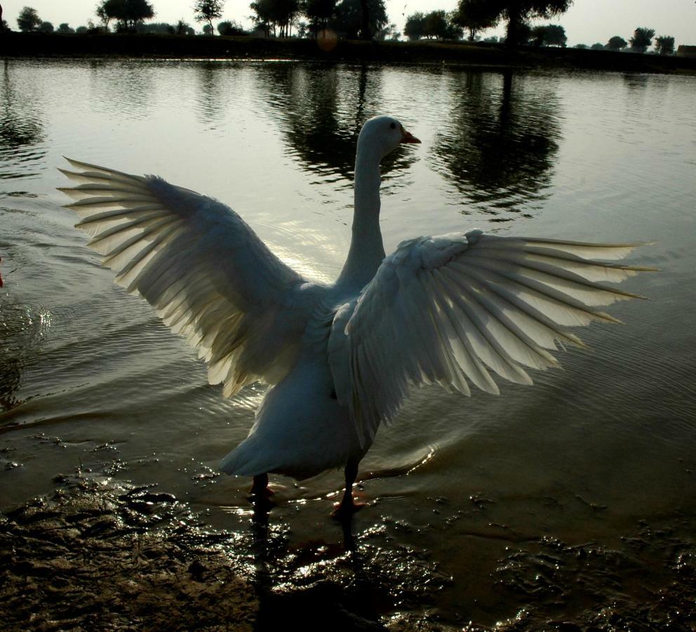 Ibishouse Farm Stay Bharatpur Εξωτερικό φωτογραφία