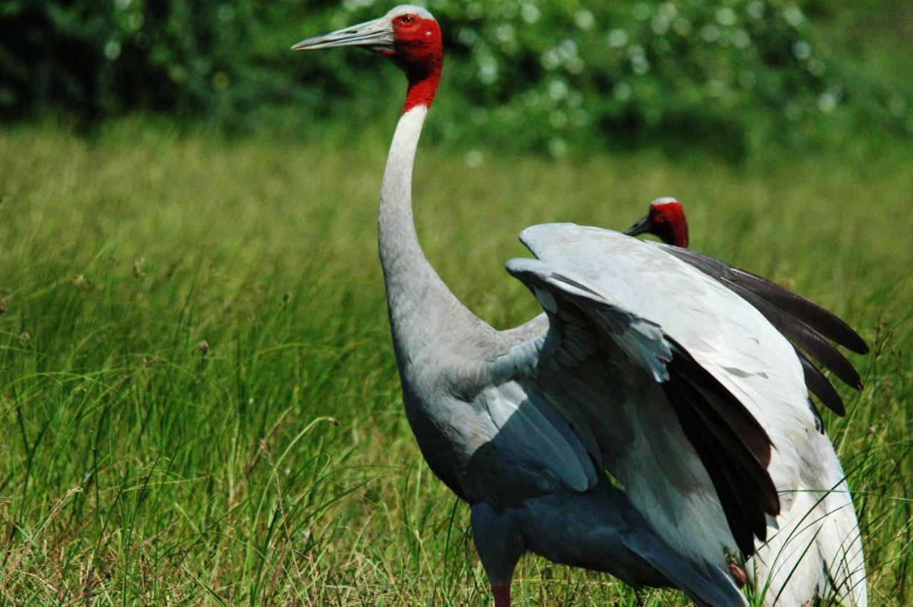 Ibishouse Farm Stay Bharatpur Εξωτερικό φωτογραφία